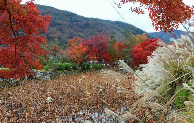 晩秋の嵯峨野