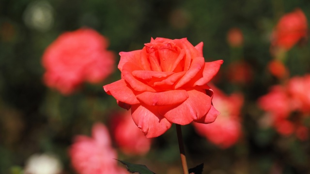 神代植物公園の薔薇