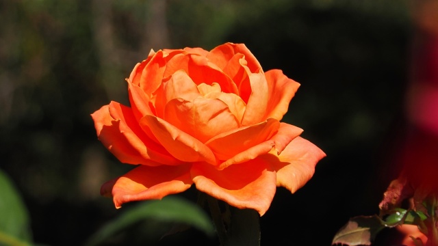 神代植物公園の薔薇