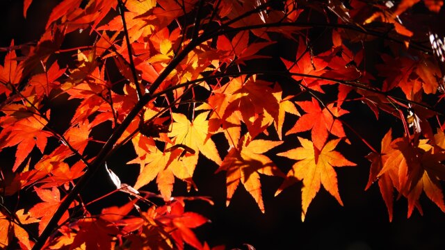 光明寺の紅葉