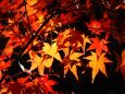 光明寺の紅葉