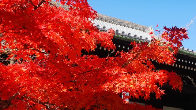 秋の光明寺