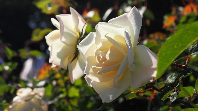 神代植物公園の薔薇