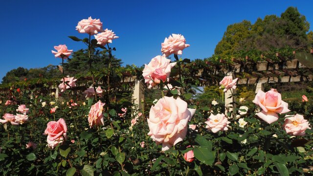 神代植物公園の薔薇