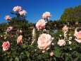 神代植物公園の薔薇