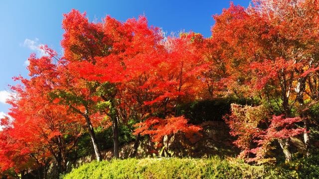 光明寺の紅葉