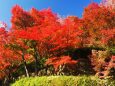 光明寺の紅葉