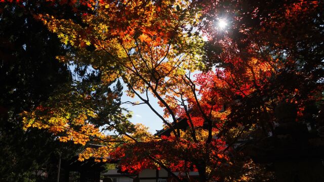 秋の光明寺