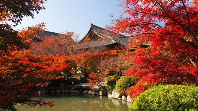 秋の東寺