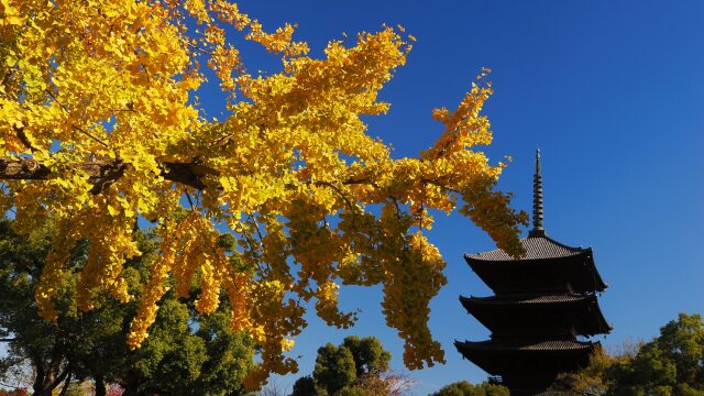 秋の東寺