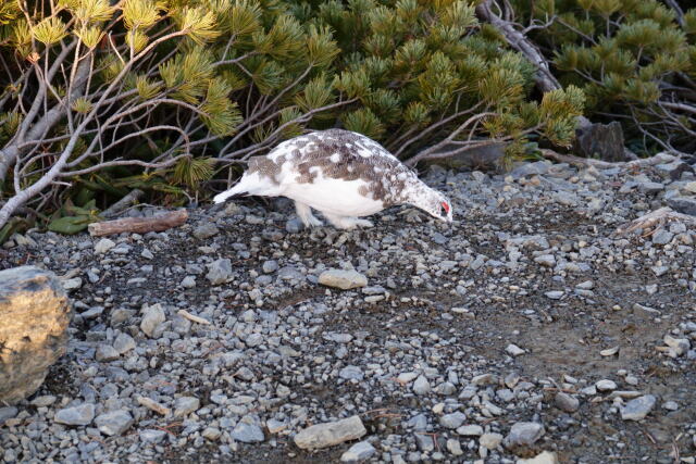 蝶ヶ岳の雄雷鳥4