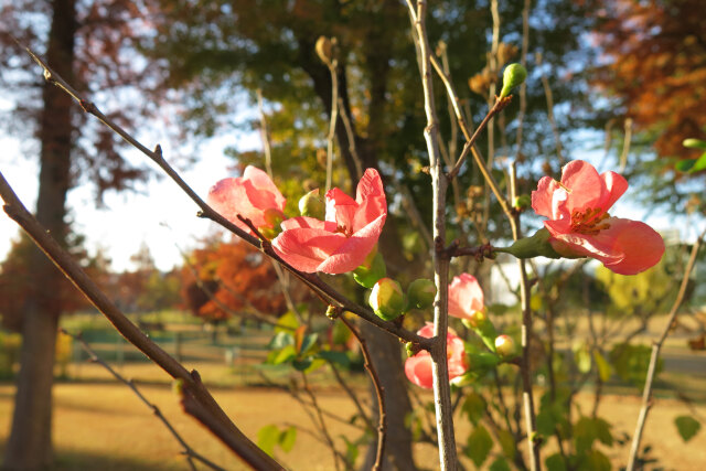 ボケの花