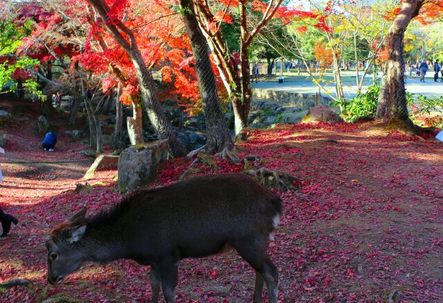 奈良公園