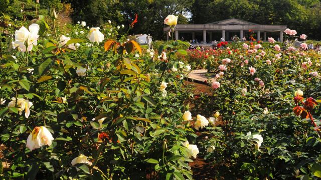 秋の神代植物公園