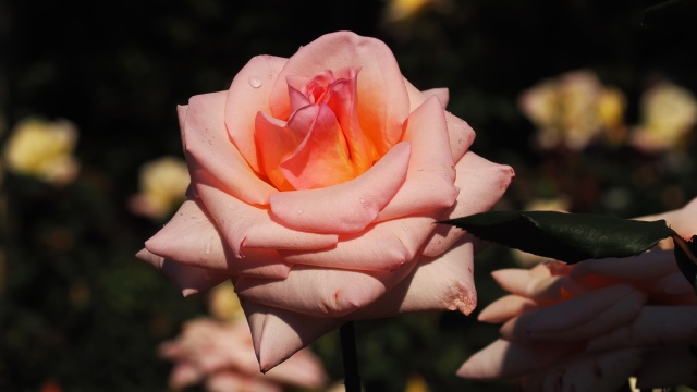 神代植物公園の薔薇