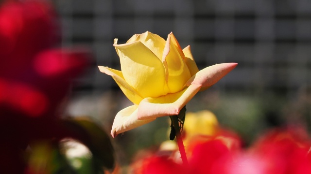 神代植物公園の薔薇