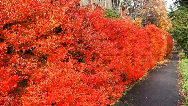 軽井沢の紅葉