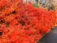 軽井沢の紅葉