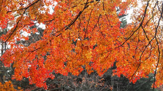 雲場池の紅葉