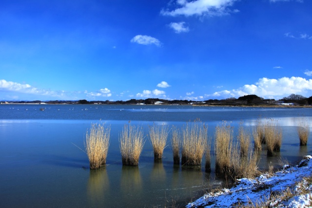 冬の内沼