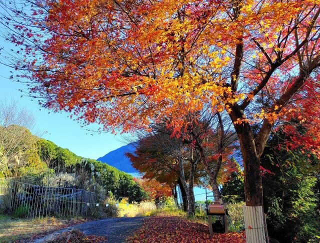 遅い東紀州年末紅葉