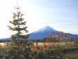 大石公園のクリスマス