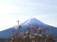 富士山にお花