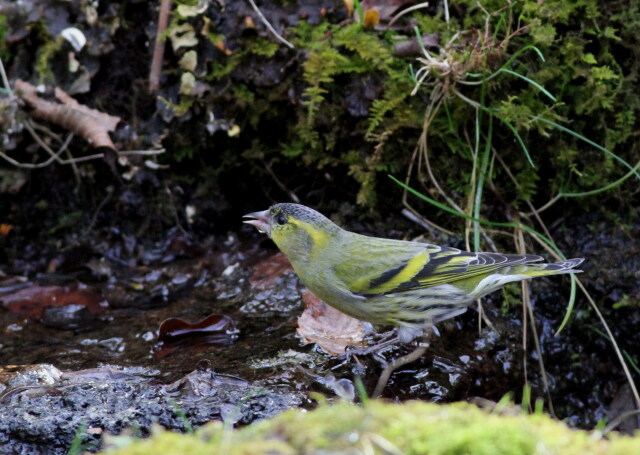 水飲み鳥