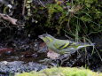 水飲み鳥