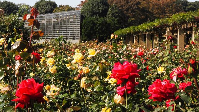 秋の神代植物公園