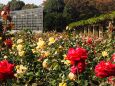 秋の神代植物公園