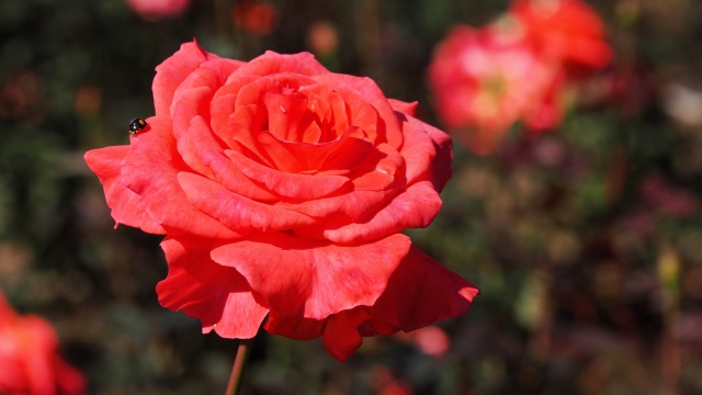 神代植物公園の薔薇