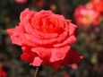 神代植物公園の薔薇