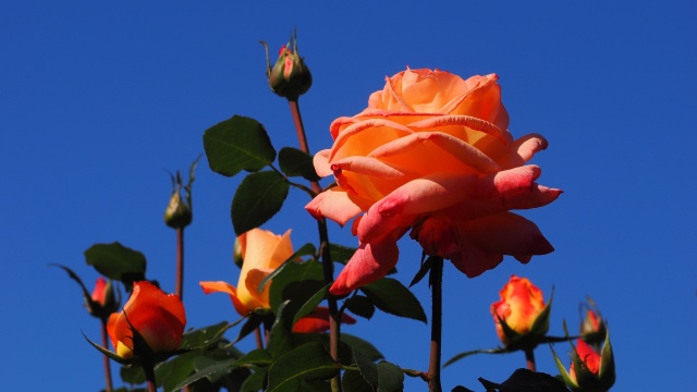 神代植物公園の薔薇