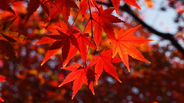 光明寺の紅葉