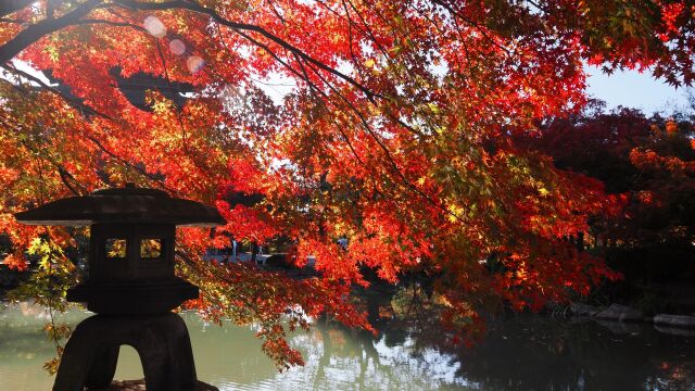 秋の東寺