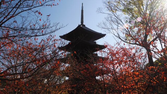 秋の東寺