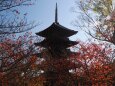 秋の東寺