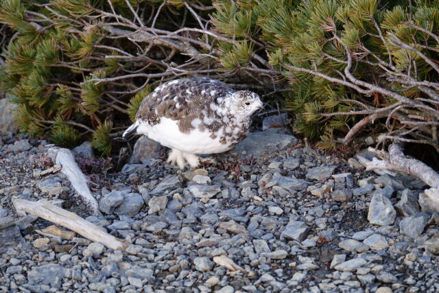 蝶ヶ岳の雌雷鳥3