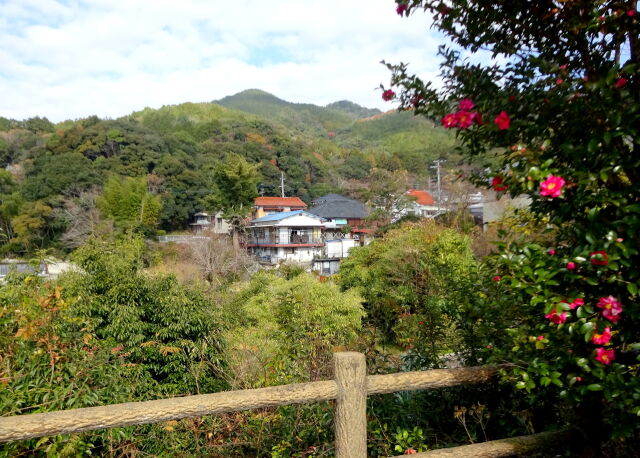 山里に山茶花が咲くころ