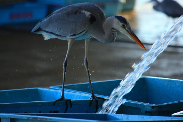 サギの給水