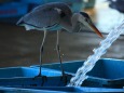 サギの給水