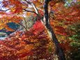 東紀州の遅い年末紅葉