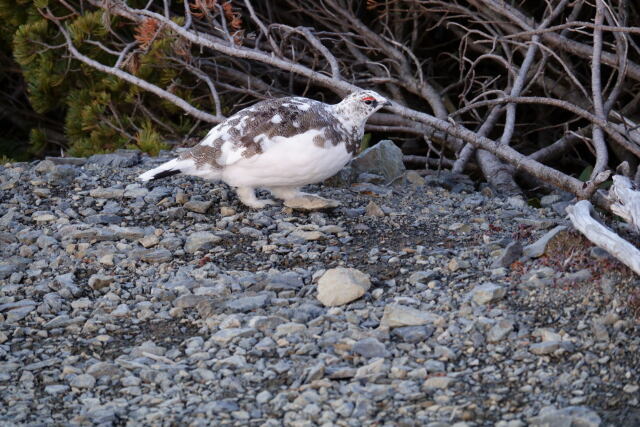 蝶ヶ岳の雄雷鳥5