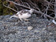 蝶ヶ岳の雄雷鳥5