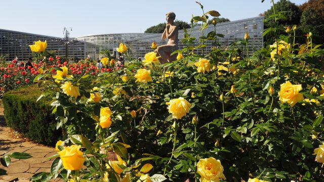 秋の神代植物公園