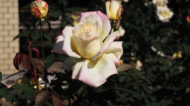 神代植物公園の薔薇