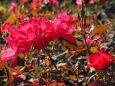 神代植物公園の薔薇