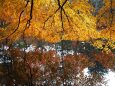 秋の雲場池