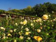 秋の神代植物公園